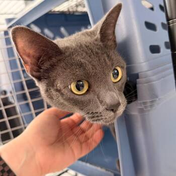 Katarina -  Domestic Short Hair Cat for Adoption in Indianapolis, Indiana - Katarina | PetCurious