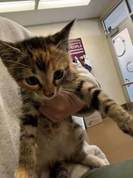 Umbrella -  Domestic Short Hair Cat for Adoption in Wichita, Kansas - Umbrella | PetCurious