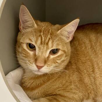 Rescue Domestic Short Hair Cats for Adoption in Reno, Nevada - Baby Girl | PetCurious