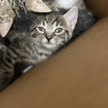 Fia -  Domestic Short Hair Cat for Adoption in Philadelphia, Pennsylvania - Fia | PetCurious