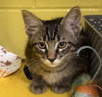 James Dean -  Domestic Short Hair Cat for Adoption in Golden, Colorado - James Dean | PetCurious