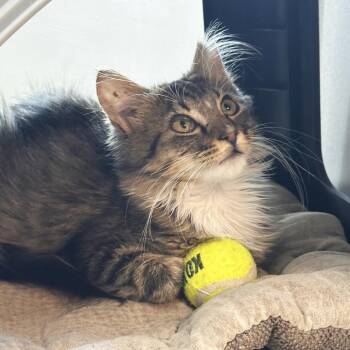 Honey -  Domestic Short Hair Cat for Adoption in Hailey, Idaho - Honey | PetCurious