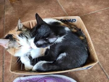 Domestic Short Hair Cats Available for Adoption in San Antonio, Texas - Burt Burdock | PetCurious