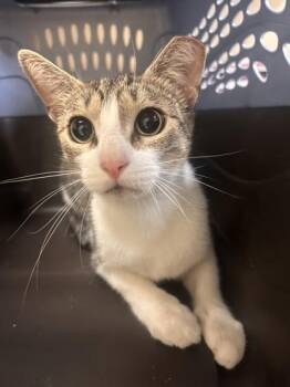 Poppi Tart -  Domestic Short Hair Cat for Adoption in West Chester, Pennsylvania - Poppi Tart | PetCurious