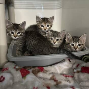 Pickle -  Domestic Short Hair Cat for Adoption in Chicago, Illinois - Pickle | PetCurious