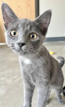 Glimmer -  Domestic Medium Hair Cat for Adoption in Sandusky, Michigan - Glimmer | PetCurious