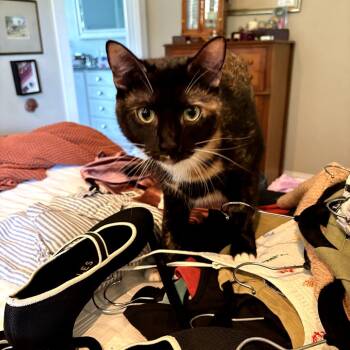 Cider (Fall Harvest) -  Domestic Medium Hair Cat for Adoption in Charlotte, North Carolina - Cider (Fall Harvest) | PetCurious