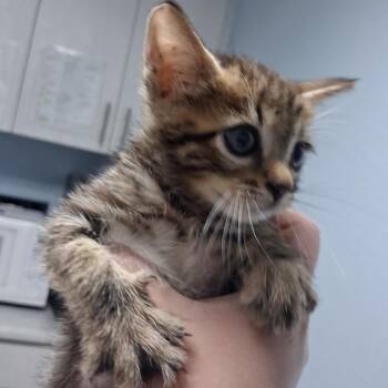 Vecto -  Domestic Short Hair Cat for Adoption in Riverside, California - Vecto | PetCurious