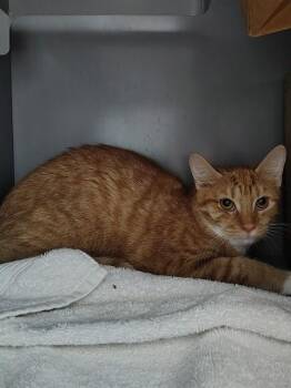 CALVIN -  Domestic Short Hair Cat for Adoption in Leesburg, Virginia - CALVIN | PetCurious