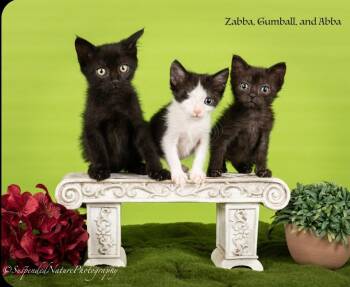 Abba -  Domestic Short Hair Cat for Adoption in San Jacinto, California - Abba | PetCurious