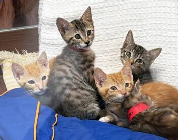 MIKE -  Domestic Short Hair Cat for Adoption in Fort Lauderdale, Florida - MIKE | PetCurious