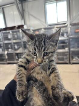 LUCIA -  Domestic Medium Hair Cat for Adoption in San Bernardino, California - LUCIA | PetCurious