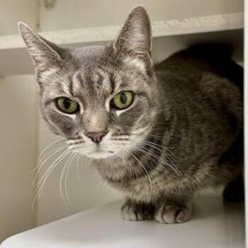 Kit Kat -  Domestic Short Hair Cat for Adoption in Reisterstown, Maryland - Kit Kat | PetCurious