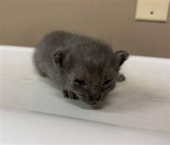 A427249 -  Domestic Short Hair Cat for Adoption in Conroe, Texas - A427249 | PetCurious