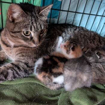 Domestic Short Hair Cats Available for Adoption in Portage, Michigan - Clementine | PetCurious