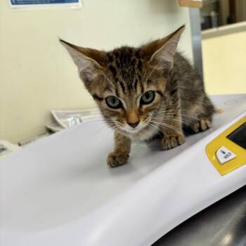 Lucia -  Domestic Short Hair Cat for Adoption in Galax, Virginia - Lucia | PetCurious