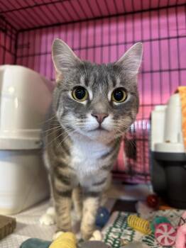 Zelda -  Domestic Short Hair Cat for Adoption in Delta, British Columbia - Zelda | PetCurious