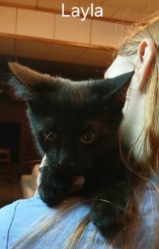 Rescue Domestic Short Hair Cats for Adoption in Parkville, Maryland - Layla | PetCurious