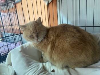 Rescue Domestic Short Hair Cats for Adoption in Breinigsville, Pennsylvania - Lily | PetCurious