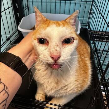 The Thing -  Domestic Short Hair Cat for Adoption in Gadsden, Alabama - The Thing | PetCurious