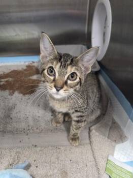 MAGS -  Domestic Short Hair Cat for Adoption in Ocala, Florida - MAGS | PetCurious