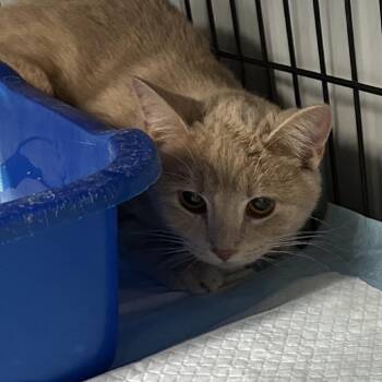 Domestic Short Hair Cats Available for Adoption in Corbin, Kentucky - Kittie | PetCurious