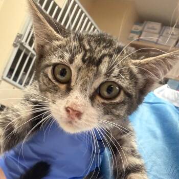 Chamomile - Butler Campus -  Domestic Short Hair Cat for Adoption in Flagstaff, Arizona - Chamomile - Butler Campus | PetCurious
