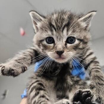 Ferret -  Domestic Short Hair Cat for Adoption in Greenville, South Carolina - Ferret | PetCurious