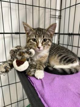 Poppy -  Domestic Short Hair Cat for Adoption in Chisholm, Minnesota - Poppy | PetCurious