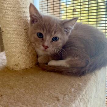 Rescue Domestic Short Hair Cats for Adoption in La Crescent, Minnesota - CHEERIO | PetCurious