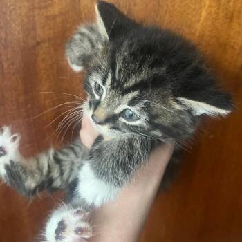 Domestic Medium Hair Cats Available for Adoption in Ringtown, Pennsylvania - Captian Hook | PetCurious