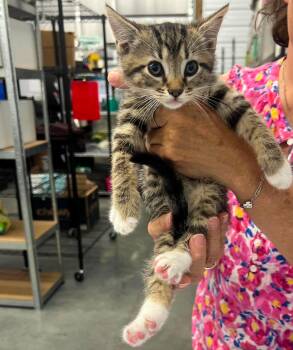 Victor -  Domestic Short Hair Cat for Adoption in Leitchfield, Kentucky - Victor | PetCurious