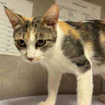 Mary -  Domestic Short Hair Cat for Adoption in Yuma, Arizona - Mary | PetCurious