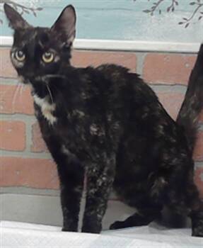 DORA -  Domestic Short Hair Cat for Adoption in Houston, Texas - DORA | PetCurious