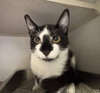 Maxie - I am at Petsmart Framingham -  Domestic Short Hair Cat for Adoption in East Brookfield, Massachusetts - Maxie - I Am At Petsmart Framingham | PetCurious