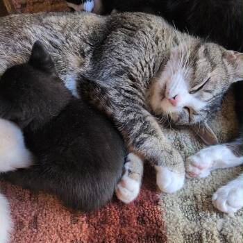 Domestic Short Hair Cats Available for Adoption in Idaho Falls, Idaho - Misty | PetCurious