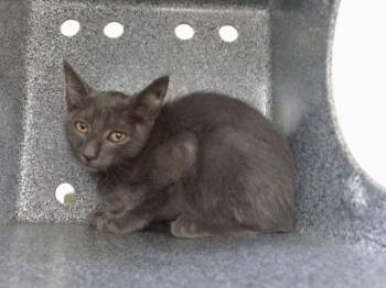 A605026 -  Domestic Short Hair Cat for Adoption in Orlando, Florida - A605026 | PetCurious