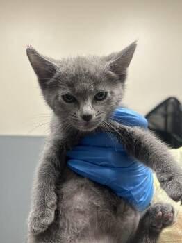 CLOUD -  Domestic Short Hair Cat for Adoption in Las Vegas, Nevada - CLOUD | PetCurious