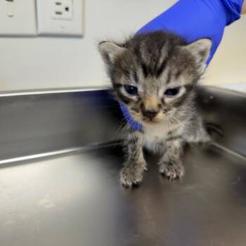 Domestic Short Hair Cats Available for Adoption - TUSC-Stray-83596_2_3 | PetCurious