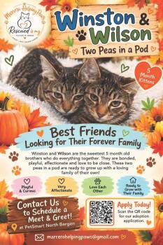Winston & Wilson — Two Kittens, One Big Love Story -  Tabby Cat for Adoption in North Bergen, New Jersey - Winston & Wilson — Two Kittens, One Big Love Story | PetCurious