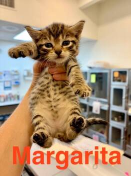 Domestic Short Hair Cats Available for Adoption in Randolph, Massachusetts - Margarita | PetCurious