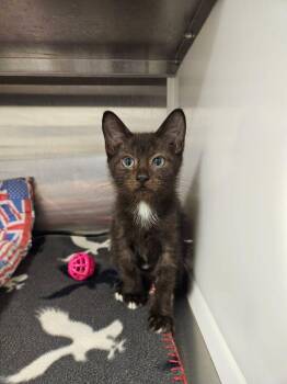 Rescue Domestic Short Hair Cats for Adoption in Hilton Head Island, South Carolina - Vinny | PetCurious