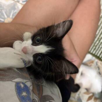 Fred -  Domestic Medium Hair Cat for Adoption in Tampa, Florida - Fred | PetCurious