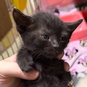 Cuckoo -  Domestic Short Hair Cat for Adoption in Summerville, South Carolina - Cuckoo | PetCurious