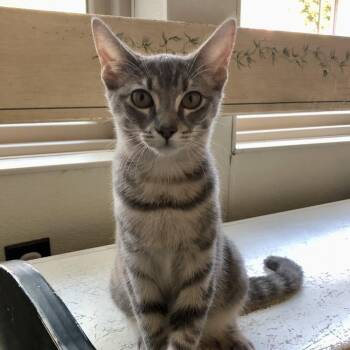 Sophie -  Domestic Short Hair Cat for Adoption in Lodi, California - Sophie | PetCurious