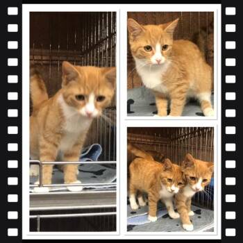 NALA -  Domestic Short Hair Cat for Adoption in Buckhannon, West Virginia - NALA | PetCurious