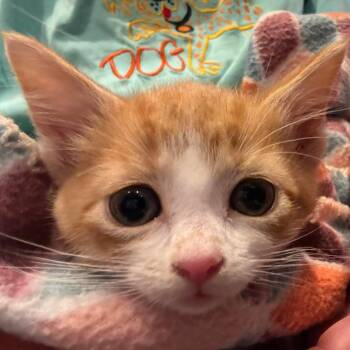 Charm -  Domestic Short Hair Cat for Adoption in Grand Rapids, Minnesota - Charm | PetCurious