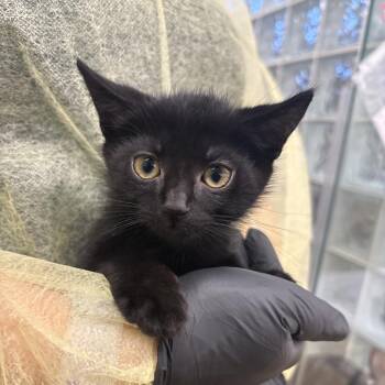 Samuel -  Domestic Short Hair Cat for Adoption in West Palm Beach, Florida - Samuel | PetCurious