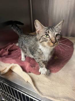 Domestic Short Hair Cats Available for Adoption in Seguin, Texas - King | PetCurious