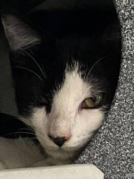Mr. Max -  Domestic Short Hair Cat Available for Adoption in Daytona Beach, Florida - Mr. Max | PetCurious